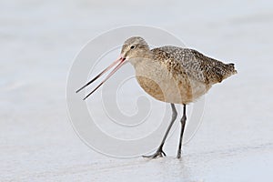 Marbled Godwit foraging in shallow water - St. Petersburg, Florida