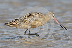 Marbled Godwit Foraging in a Tidal Pool - Florida