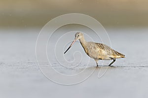 A marbled godwit foraging at the wetlands of Texas South Padre Island.