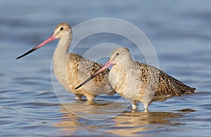 Marbled Godwit, Limosa fedoa