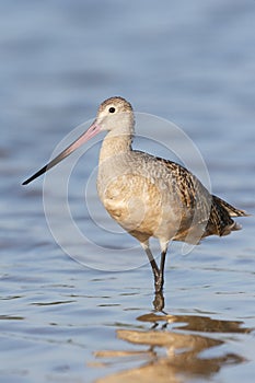 Marbled Godwit, Limosa fedoa