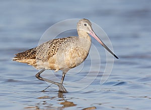 Marbled Godwit, Limosa fedoa