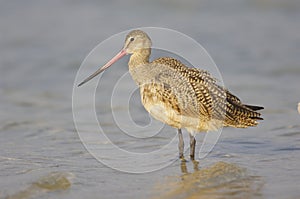 Marbled Godwit, Limosa fedoa