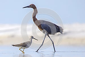 Marbled Godwit With A Reddish Egret In The Background photo