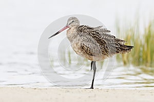 Marbled Godwit Resting on One Leg in a Florida Marsh photo