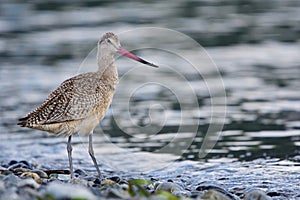Marbled Godwit with sand on its pink beak stands on pebble shore photo