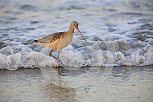 Marbled Godwit in surf photo