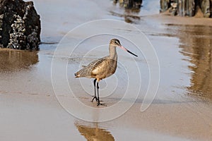 Marbled Godwit walking on beach; rocks and wave In background.