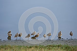 Marbled godwits shorebirds tokeland marina