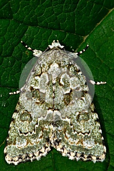 Marbled green moth (Cryphia muralis)