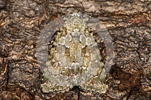 Marbled green moth & x28;Cryphia muralis& x29; at rest on bark photo