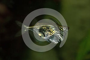 The Marbled hatchetfish Carnegiella strigata.