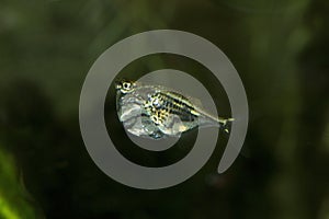 The Marbled hatchetfish Carnegiella strigata.