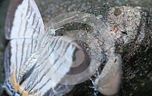 Marbled map butterfly