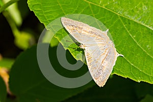 Marbled map butterfly