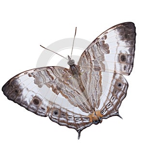 Marbled map butterfly isolated