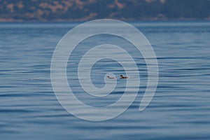 Marbled Murrelet swimming in the sea