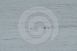 Marbled Murrelet swimming in the sea