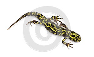 Marbled Newt - Triturus marmoratus