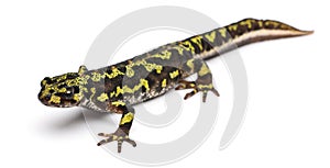 Marbled Newt - Triturus marmoratus