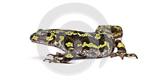 Marbled Newt - Triturus marmoratus