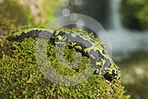 Marbled newt, Triturus marmoratus, crest, amphibian