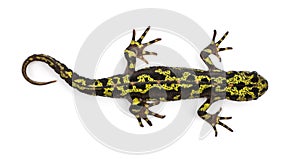 Marbled Newt - Triturus marmoratus