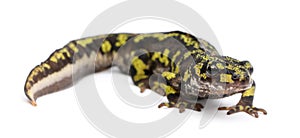Marbled Newt - Triturus marmoratus photo