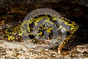 Marbled newt Triturus marmoratus in Mouruas, Orense, Spain photo