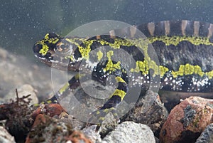 Marbled newt, Triturus marmoratus in the water, amphibian