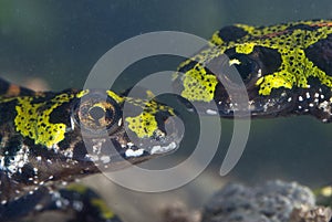 Marbled newt, Triturus marmoratus r, crest, amphibian photo