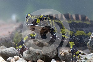 Marbled newt, Triturus marmoratus in the water, crest, photo