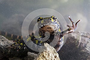 Marbled newt, Triturus marmoratus, crest, amphibian photo