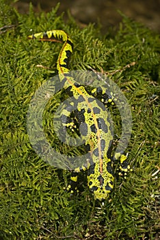 Marbled newt, Triturus marmoratus, crest, amphibian photo