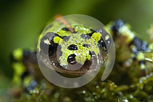 Marbled newt, Triturus marmoratus in the water, crest photo