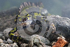 Marbled newt, Triturus marmoratus  crest, amphibian photo