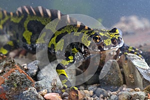 TritÃÂ³n jaspeado, Triturus marmoratus en el agua, anfibios photo