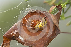 Marbled Orbweaver Spider photo