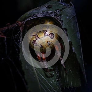 A Marbled Orbweaver Spider in its hidey hole to take comfort near its web. Raleigh