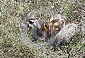 Marbled polecat among grass.