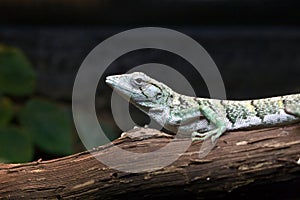 Marbled Prehensile-Tailed Lizard