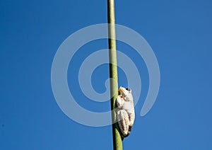 Marbled reed frog at the Okavango Delta in Botswana