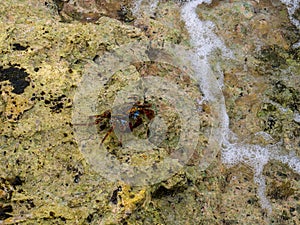 Marbled rock crab or Runner Crab Pachygrapsus marmoratus