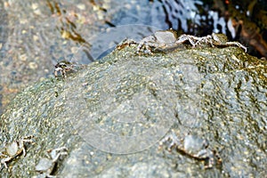 Marbled rock crab or Runner Crab on the rocks of the adriatic sea