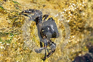 Marbled rock crab or Runner Crab on the rocks of the adriatic sea