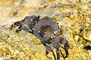 Marbled rock crab or Runner Crab on the rocks of the adriatic sea