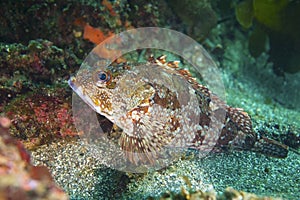 Marbled Rockfish-Sebastiscus marmoratus