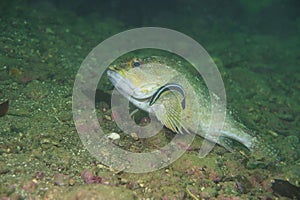 Marbled Rockfish-Sebastiscus marmoratus