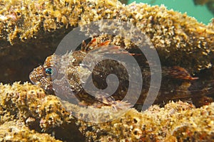 Marbled Rockfish-Sebastiscus marmoratus photo