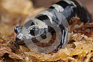 Marbled salamander